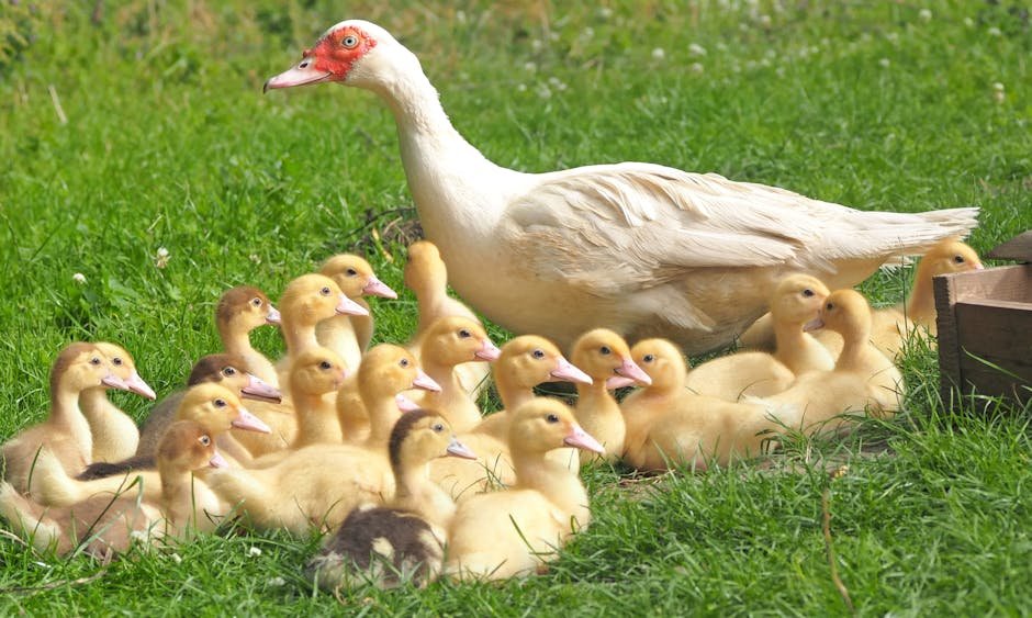 A group of ducklings with an adult duck resting on a vibrant green grass field.